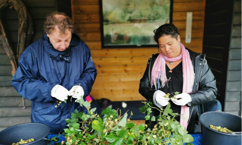 Man en vrouw plukken verse hopbloemen van hopranken / Foto: Tina Rogers @010bierblog